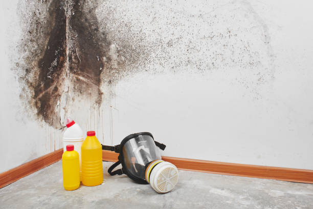 Best Mold Removal Process  in Dunbar, SC