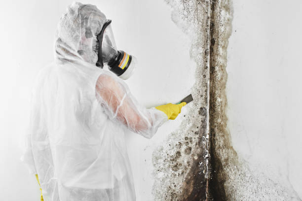 Best Mold Removal Specialists  in Dunbar, SC