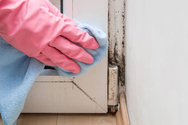 Best Emergency Mold Removal  in Dunbar, SC